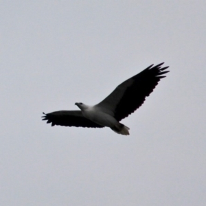 Haliaeetus leucogaster at Mystery Bay, NSW - 22 Apr 2019 03:56 PM