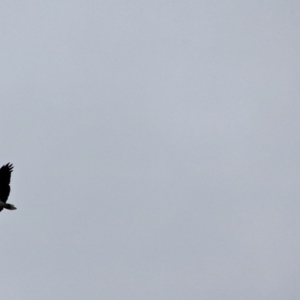 Haliaeetus leucogaster at Mystery Bay, NSW - 22 Apr 2019 03:56 PM