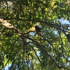 Ninox boobook (Southern Boobook) at Bowral, NSW - 10 Apr 2019 by KarenG