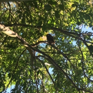 Ninox boobook at Bowral, NSW - 10 Apr 2019 04:56 PM