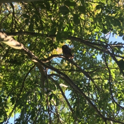 Ninox boobook (Southern Boobook) at Wingecarribee Local Government Area - 10 Apr 2019 by KarenG