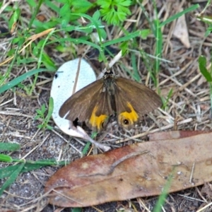 Hypocysta metirius at Corunna, NSW - 22 Apr 2019