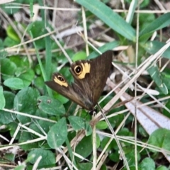 Hypocysta metirius at Corunna, NSW - 22 Apr 2019