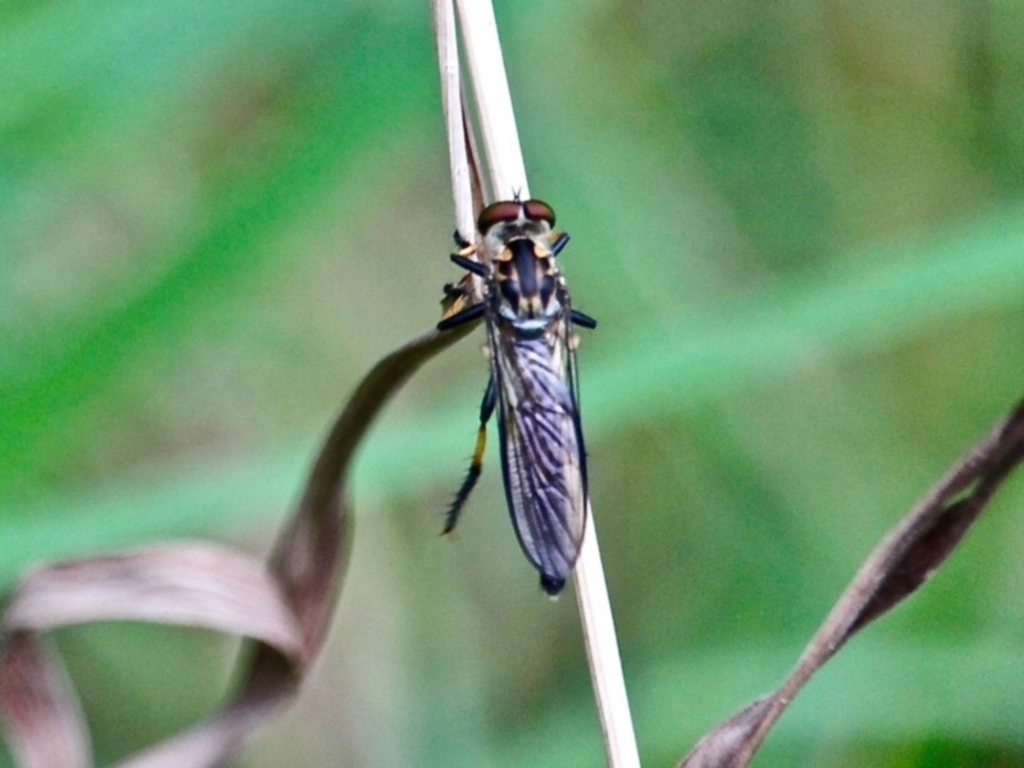 Ommatius sp. at Corunna, NSW - 22 Apr 2019
