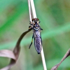 Ommatius sp. (Common yellow robber fly) at Eurobodalla National Park - 22 Apr 2019 by RossMannell