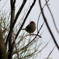 Neochmia temporalis (Red-browed Finch) at Eurobodalla National Park - 22 Apr 2019 by RossMannell
