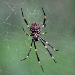 Nephila plumipes (Humped golden orb-weaver) at Corunna, NSW - 22 Apr 2019 by RossMannell