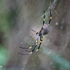 Nephila plumipes at Corunna, NSW - 22 Apr 2019