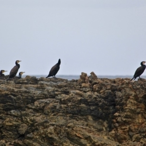 Phalacrocorax carbo at Mystery Bay, NSW - 22 Apr 2019 01:31 PM