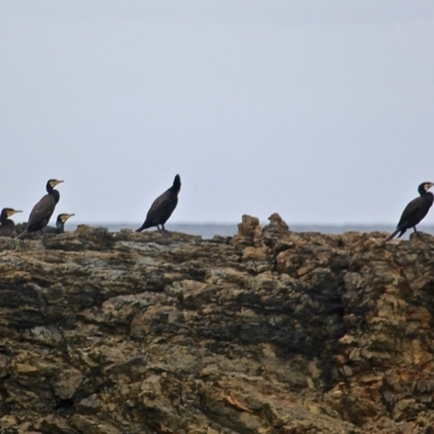 Phalacrocorax carbo (Great Cormorant) at Mystery Bay, NSW - 22 Apr 2019 by RossMannell
