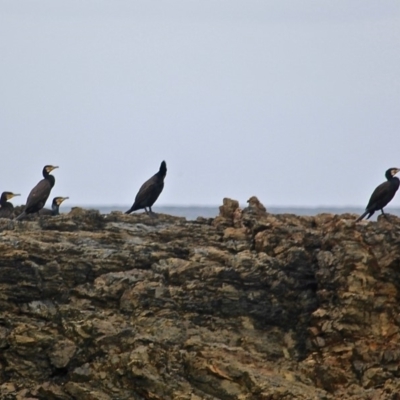 Phalacrocorax carbo (Great Cormorant) at Eurobodalla National Park - 22 Apr 2019 by RossMannell