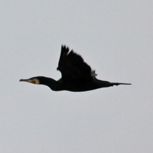 Phalacrocorax carbo at Mystery Bay, NSW - 22 Apr 2019