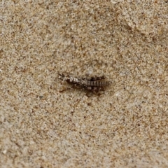 Acrididae sp. (family) (Unidentified Grasshopper) at Corunna, NSW - 22 Apr 2019 by RossMannell