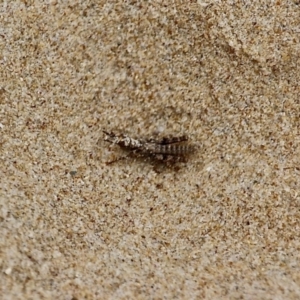 Acrididae sp. (family) at Corunna, NSW - 22 Apr 2019 01:25 PM