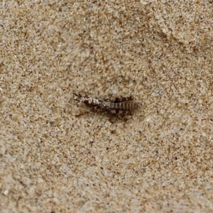 Acrididae sp. (family) at Corunna, NSW - 22 Apr 2019