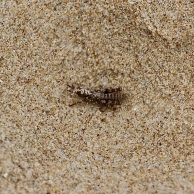 Acrididae sp. (family) (Unidentified Grasshopper) at Corunna, NSW - 22 Apr 2019 by RossMannell