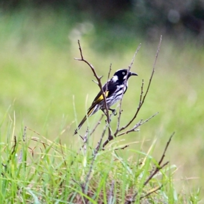 Phylidonyris novaehollandiae (New Holland Honeyeater) at Corunna, NSW - 22 Apr 2019 by RossMannell