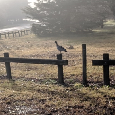 Chenonetta jubata (Australian Wood Duck) at Wingecarribee Local Government Area - 26 Jun 2019 by Margot