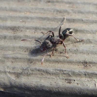 Rhytidoponera tasmaniensis at Hackett, ACT - 26 Jun 2019 by Christine