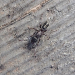 Rhytidoponera tasmaniensis at Hackett, ACT - 26 Jun 2019 12:26 PM