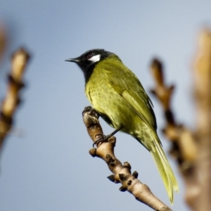 Nesoptilotis leucotis at Corrowong, NSW - 16 Jun 2019 03:17 PM