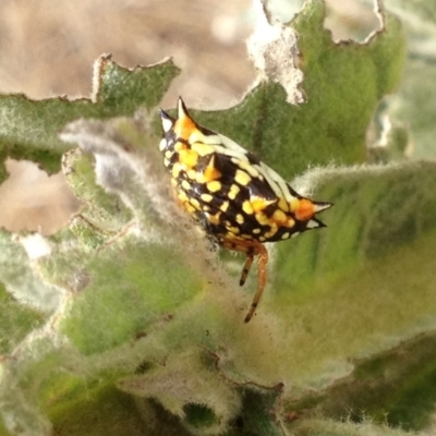 Austracantha minax (Christmas Spider, Jewel Spider) at Corrowong, NSW - 8 Feb 2019 by BlackFlat