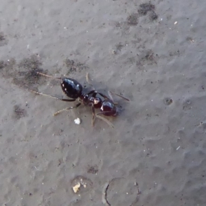 Crematogaster sp. (genus) at Hackett, ACT - 26 Jun 2019 12:24 PM