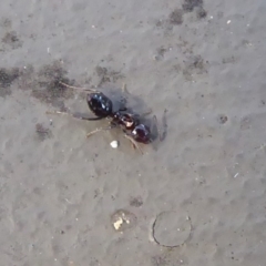 Crematogaster sp. (genus) at Hackett, ACT - 26 Jun 2019