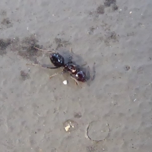 Crematogaster sp. (genus) at Hackett, ACT - 26 Jun 2019 12:24 PM