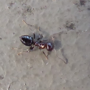 Crematogaster sp. (genus) at Hackett, ACT - 26 Jun 2019 12:24 PM