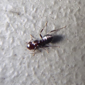 Crematogaster sp. (genus) at Hackett, ACT - 26 Jun 2019 12:24 PM