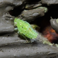 Siphanta acuta (Green planthopper, Torpedo bug) at Hackett, ACT - 27 Jun 2019 by TimL