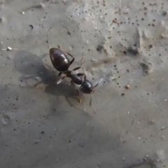 Technomyrmex sp. (genus) at Hackett, ACT - 26 Jun 2019 by Christine