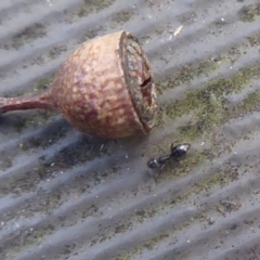 Technomyrmex sp. (genus) at Hackett, ACT - 26 Jun 2019