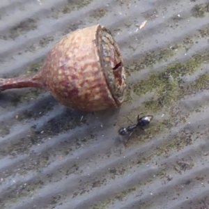 Technomyrmex sp. (genus) at Hackett, ACT - 26 Jun 2019 12:31 PM