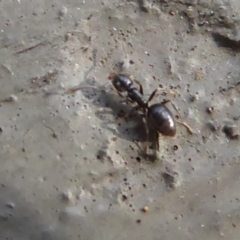 Technomyrmex sp. (genus) at Hackett, ACT - 26 Jun 2019