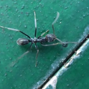 Iridomyrmex mayri at Hackett, ACT - 26 Jun 2019