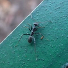 Iridomyrmex mayri at Hackett, ACT - 26 Jun 2019 12:32 PM