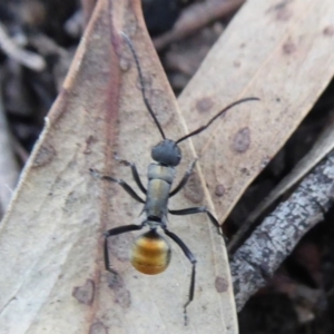 Polyrhachis ammon at Acton, ACT - 26 Jun 2019