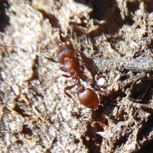 Epopostruma sp. (genus) at Acton, ACT - 26 Jun 2019 12:55 PM