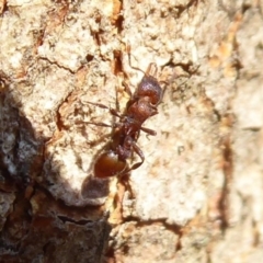 Epopostruma sp. (genus) at Acton, ACT - 26 Jun 2019