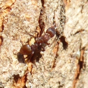 Epopostruma sp. (genus) at Acton, ACT - 26 Jun 2019