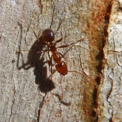 Papyrius nitidus (Shining Coconut Ant) at Acton, ACT - 26 Jun 2019 by Christine