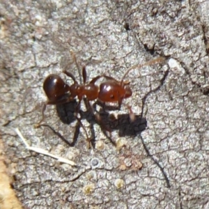 Papyrius nitidus at Acton, ACT - 26 Jun 2019