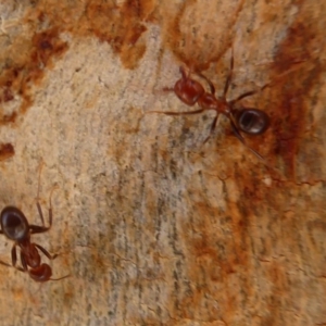 Papyrius nitidus at Acton, ACT - suppressed