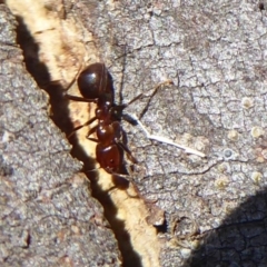 Papyrius nitidus at Acton, ACT - suppressed