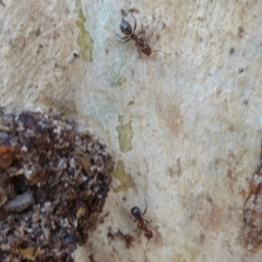 Papyrius nitidus at Acton, ACT - 26 Jun 2019