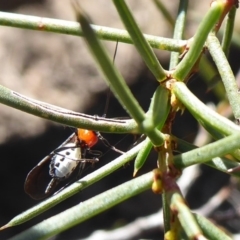 Pycnobraconoides sp. (genus) (A Braconid wasp) at Acton, ACT - 26 Jun 2019 by Christine