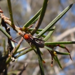 Pycnobraconoides sp. (genus) at Acton, ACT - 26 Jun 2019