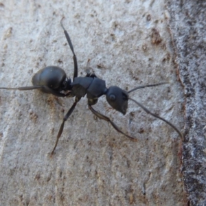 Polyrhachis phryne at Acton, ACT - 26 Jun 2019 01:17 PM